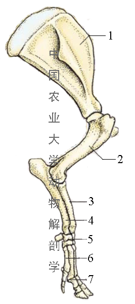 第二章 运动系统-第四节 前肢骨【含答案 动物解剖学