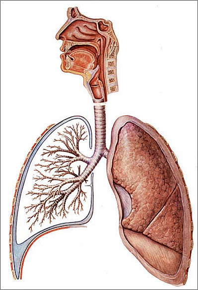 呼吸系统构成示意图.jpg