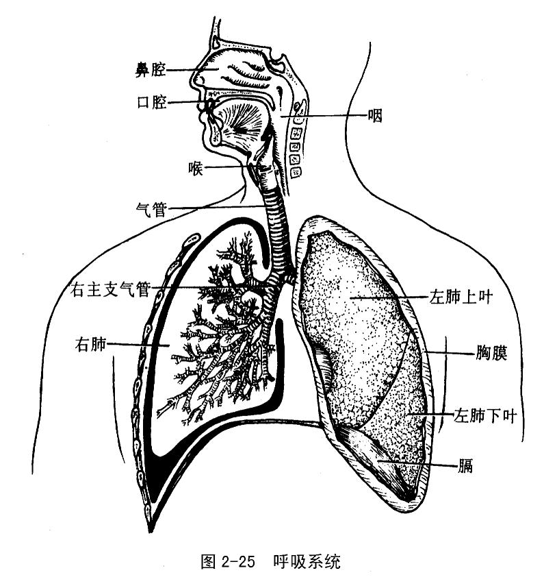 呼吸系统解剖.jpg