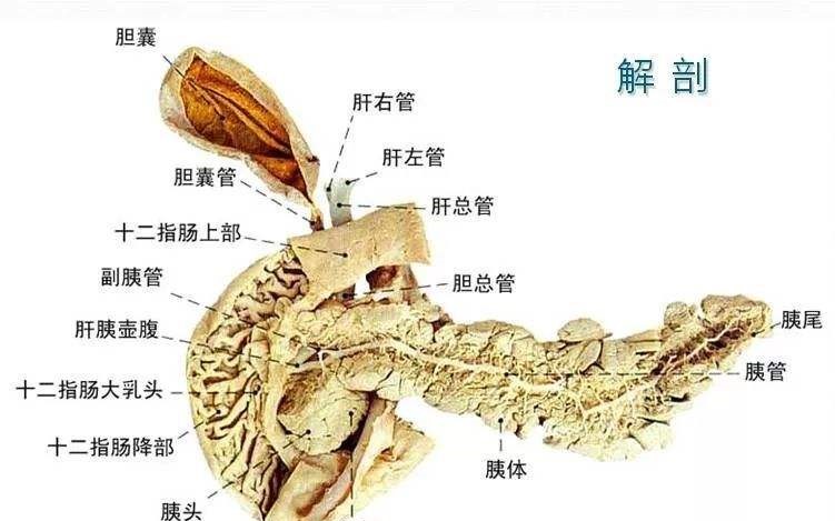 4 胰腺内部解剖结构.jpg
