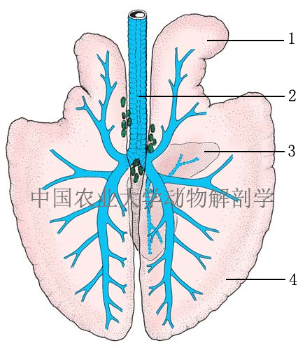 羊肺解剖图图片