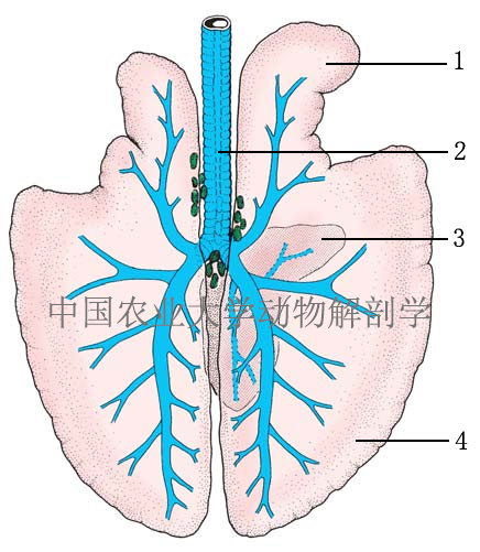 牛肺的分叶结构图图片