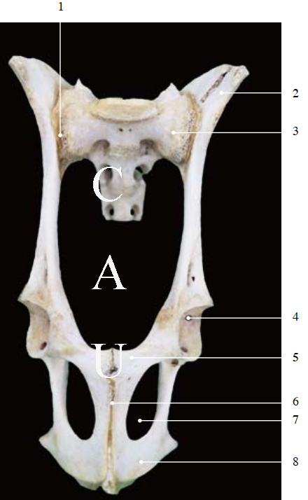 wholebodyboneconnectionhomework含答案animalanatomy